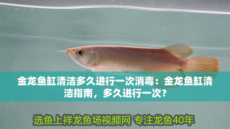 金龍魚缸清潔多久進行一次消毒：金龍魚缸清潔指南，多久進行一次？