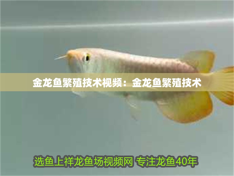 金龍魚繁殖技術(shù)視頻：金龍魚繁殖技術(shù)