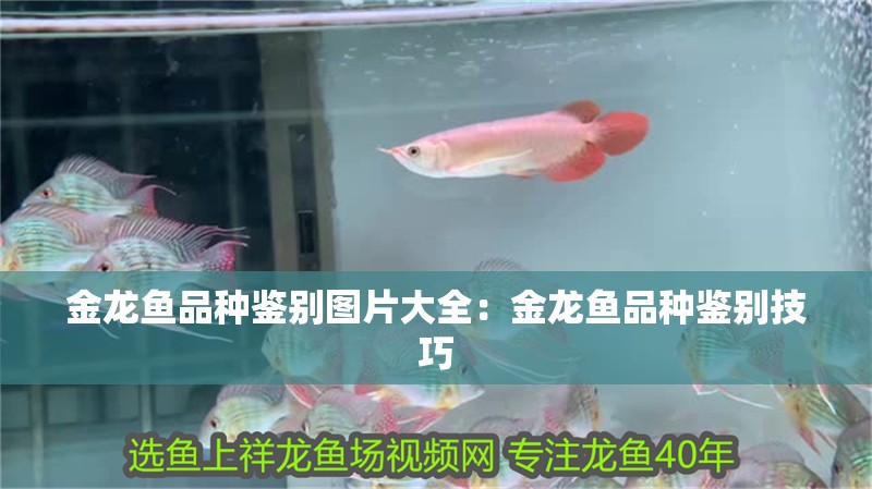 金龍魚品種鑒別圖片大全：金龍魚品種鑒別技巧