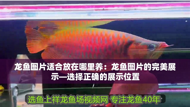 龍魚圖片適合放在哪里養(yǎng)：龍魚圖片的完美展示—選擇正確的展示位置