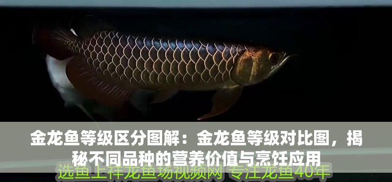 金龍魚等級區(qū)分圖解：金龍魚等級對比圖，揭秘不同品種的營養(yǎng)價值與烹飪應(yīng)用