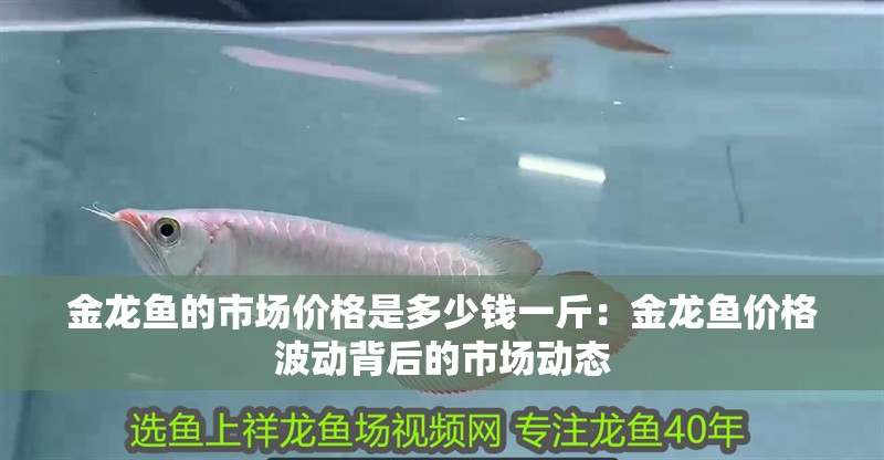 金龍魚的市場價格是多少錢一斤：金龍魚價格波動背后的市場動態