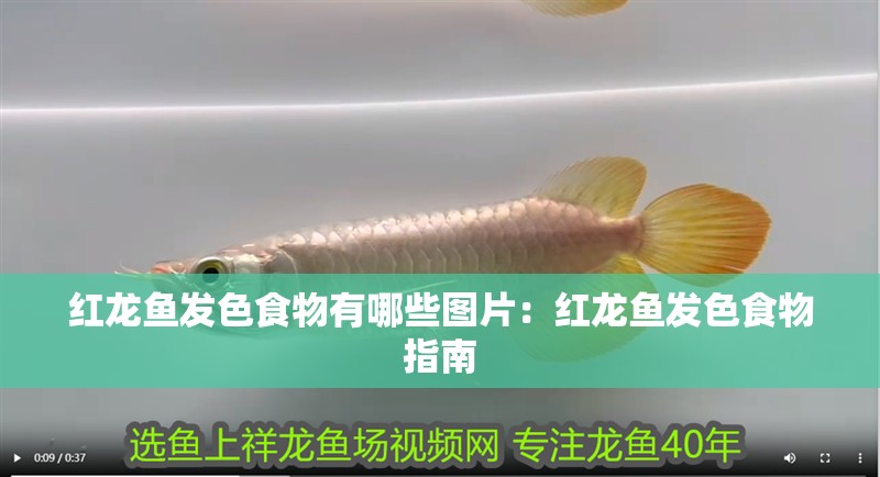 紅龍魚發色食物有哪些圖片：紅龍魚發色食物指南