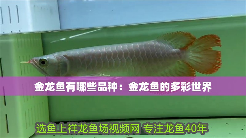 金龍魚有哪些品種：金龍魚的多彩世界