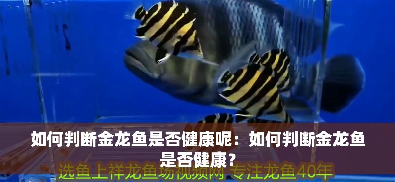 如何判斷金龍魚是否健康呢：如何判斷金龍魚是否健康？