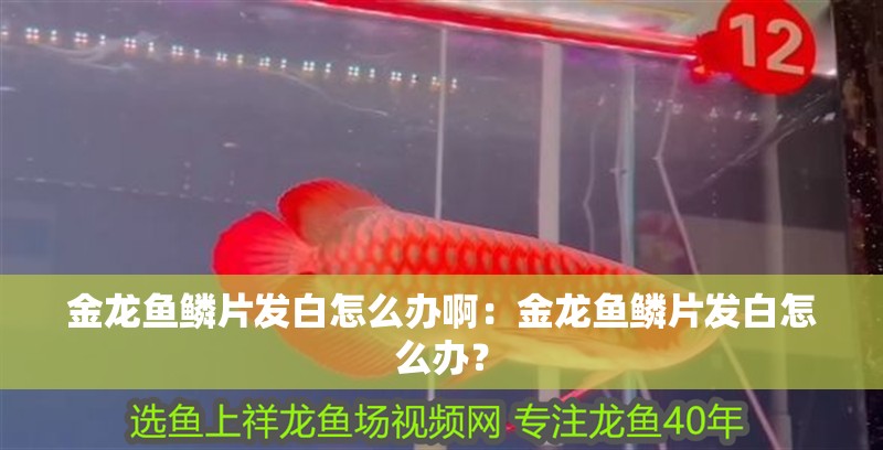 金龍魚鱗片發白怎么辦啊：金龍魚鱗片發白怎么辦？