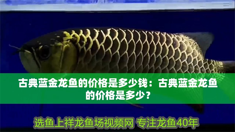 古典藍金龍魚的價格是多少錢：古典藍金龍魚的價格是多少？