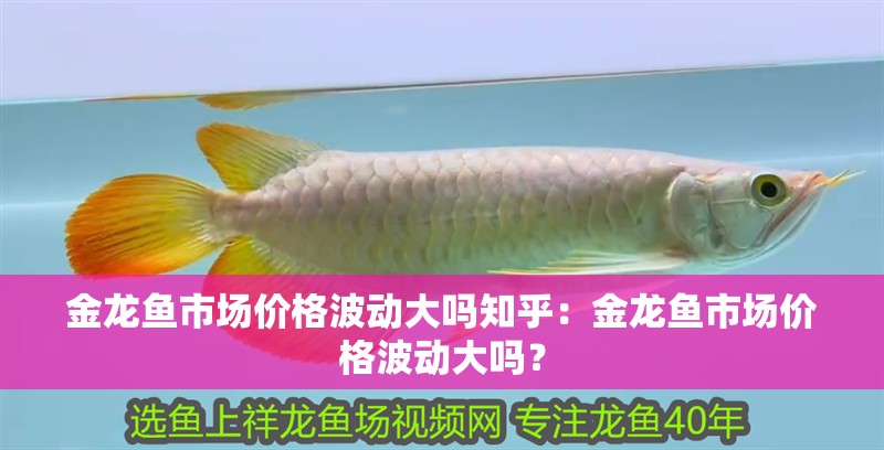 金龍魚市場價(jià)格波動大嗎知乎：金龍魚市場價(jià)格波動大嗎？
