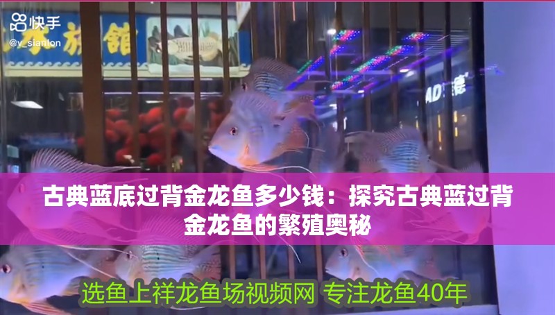 古典藍底過背金龍魚多少錢：探究古典藍過背金龍魚的繁殖奧秘