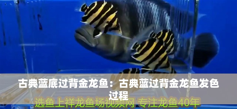 古典藍底過背金龍魚：古典藍過背金龍魚發色過程