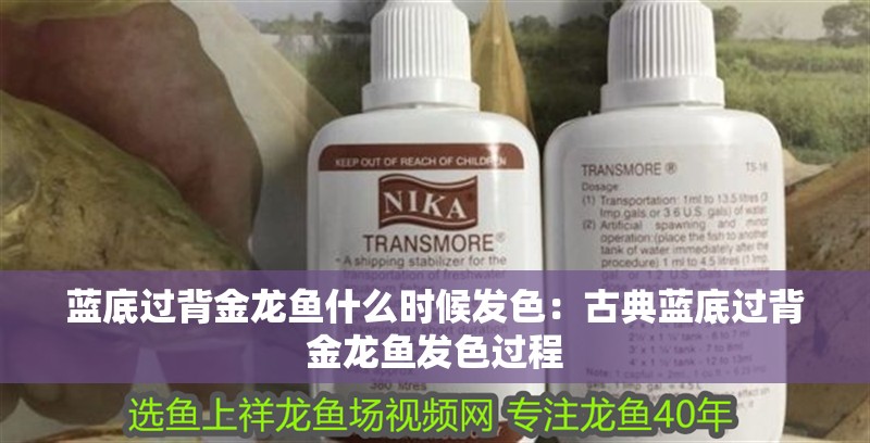 藍底過背金龍魚什么時候發色：古典藍底過背金龍魚發色過程