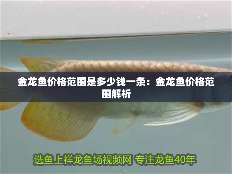 金龍魚價(jià)格范圍是多少錢一條：金龍魚價(jià)格范圍解析