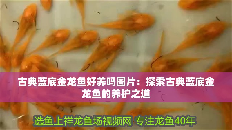 古典藍(lán)底金龍魚好養(yǎng)嗎圖片：探索古典藍(lán)底金龍魚的養(yǎng)護(hù)之道