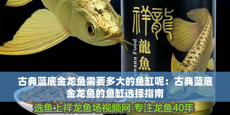 古典藍底金龍魚需要多大的魚缸呢：古典藍底金龍魚的魚缸選擇指南