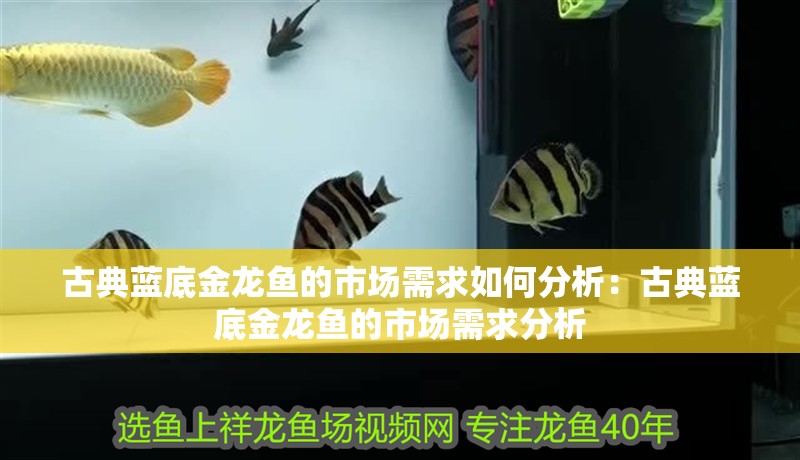 古典藍底金龍魚的市場需求如何分析：古典藍底金龍魚的市場需求分析