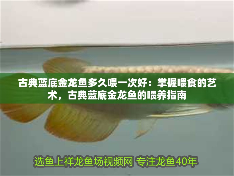 古典藍底金龍魚多久喂一次好：掌握喂食的藝術，古典藍底金龍魚的喂養指南