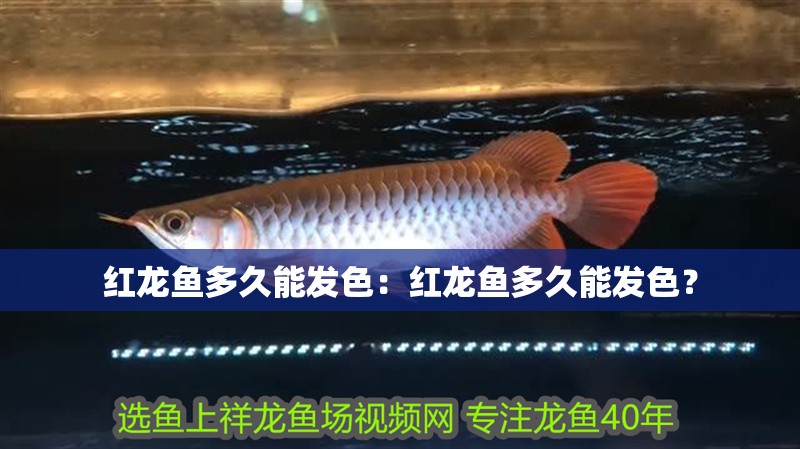 紅龍魚多久能發(fā)色：紅龍魚多久能發(fā)色？