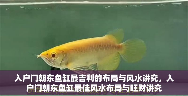 入戶門朝東魚缸最吉利的布局與風水講究，入戶門朝東魚缸最佳風水布局與旺財講究 入戶門朝東魚缸最吉利的布局與風水講究，入戶門朝東魚缸最佳風水布局與旺財講究 龍魚百科 第1張