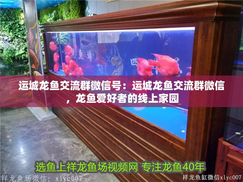 運城龍魚交流群微信號：運城龍魚交流群微信，龍魚愛好者的線上家園