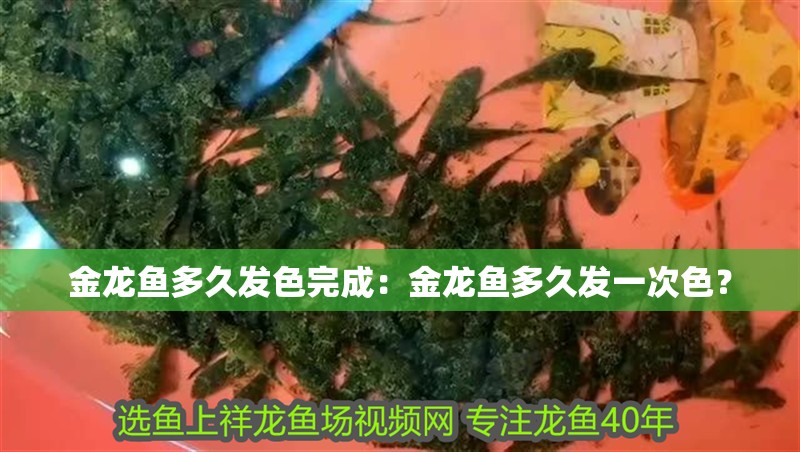 金龍魚多久發色完成：金龍魚多久發一次色？