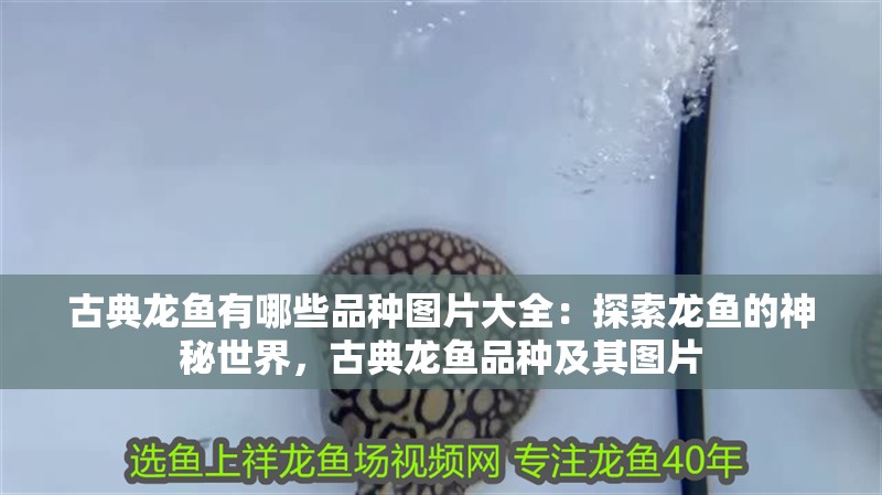古典龍魚有哪些品種圖片大全：探索龍魚的神秘世界，古典龍魚品種及其圖片