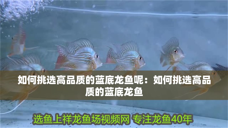 如何挑選高品質的藍底龍魚呢：如何挑選高品質的藍底龍魚