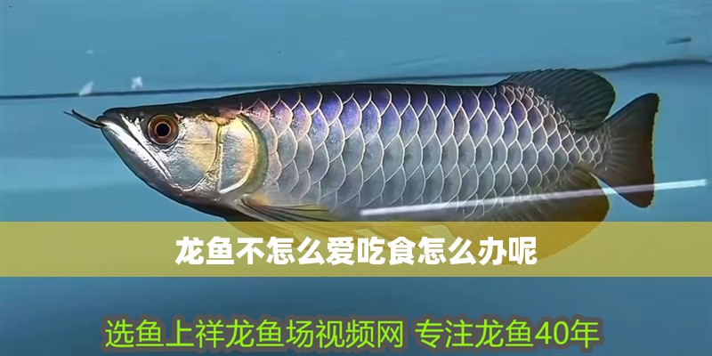 龍魚不怎么愛吃食怎么辦呢
