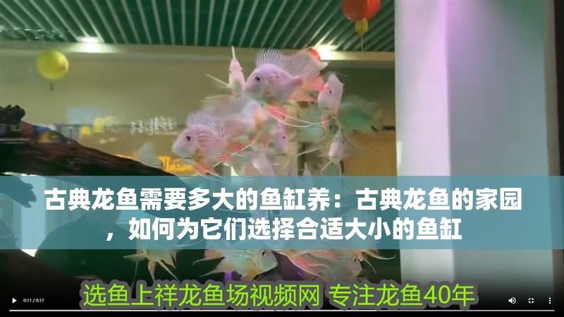 古典龍魚需要多大的魚缸養(yǎng)：古典龍魚的家園，如何為它們選擇合適大小的魚缸