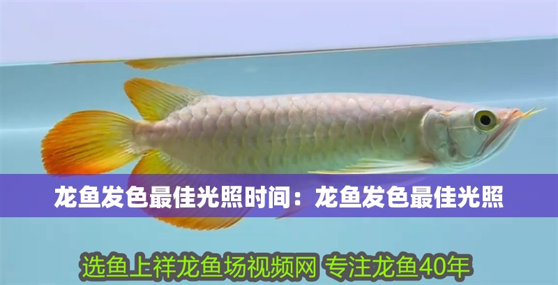 龍魚發(fā)色最佳光照時間：龍魚發(fā)色最佳光照