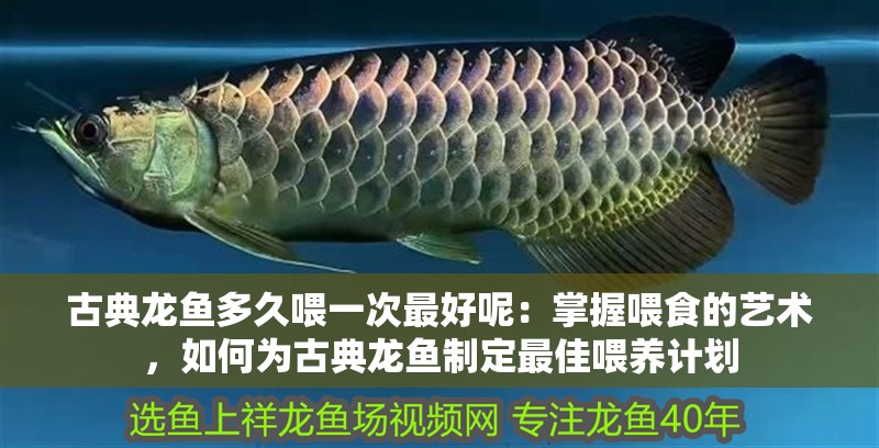 古典龍魚多久喂一次最好呢：掌握喂食的藝術(shù)，如何為古典龍魚制定最佳喂養(yǎng)計(jì)劃
