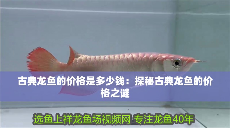 古典龍魚的價(jià)格是多少錢：探秘古典龍魚的價(jià)格之謎 古典龍魚的價(jià)格是多少錢：探秘古典龍魚的價(jià)格之謎 水族問答