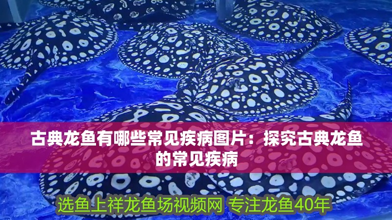 古典龍魚有哪些常見疾病圖片：探究古典龍魚的常見疾病