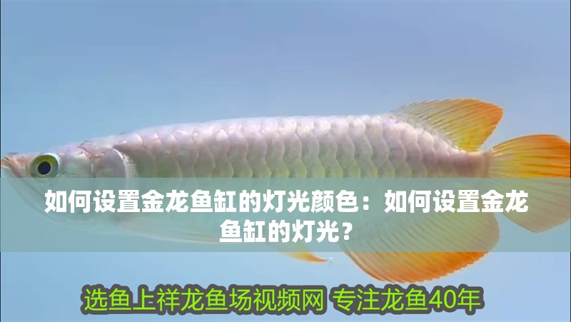 如何設置金龍魚缸的燈光顏色：如何設置金龍魚缸的燈光？