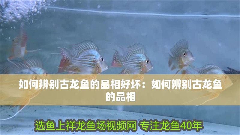 如何辨別古龍魚(yú)的品相好壞：如何辨別古龍魚(yú)的品相