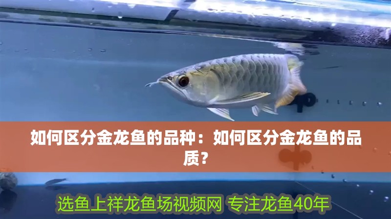 如何區(qū)分金龍魚的品種：如何區(qū)分金龍魚的品質(zhì)？