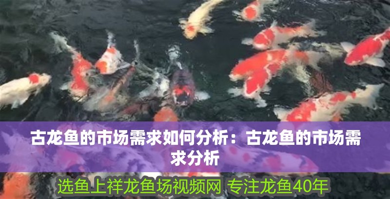 古龍魚的市場需求如何分析：古龍魚的市場需求分析