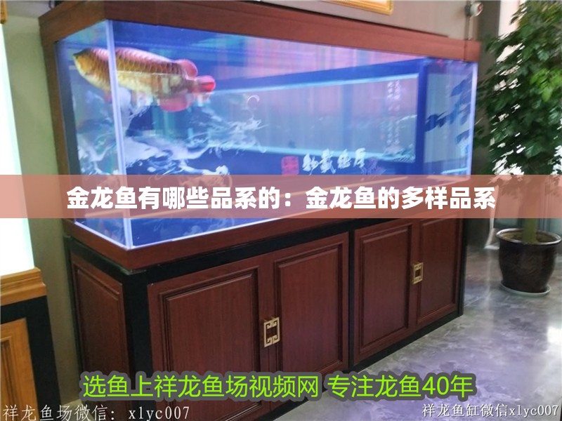 金龍魚有哪些品系的：金龍魚的多樣品系