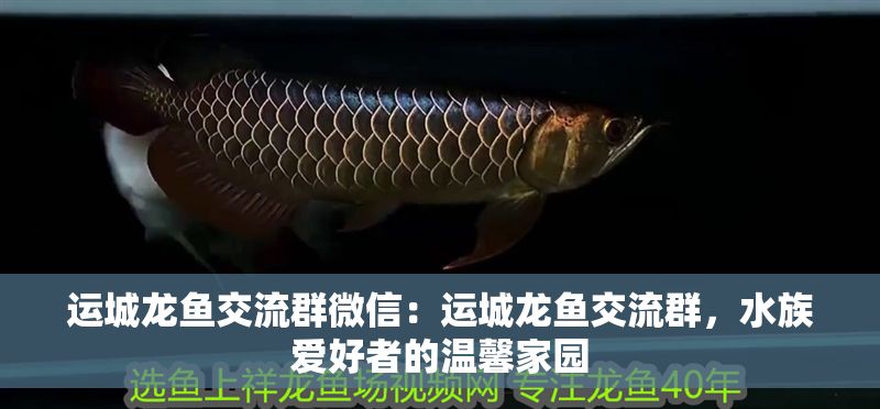 運城龍魚交流群微信：運城龍魚交流群，水族愛好者的溫馨家園