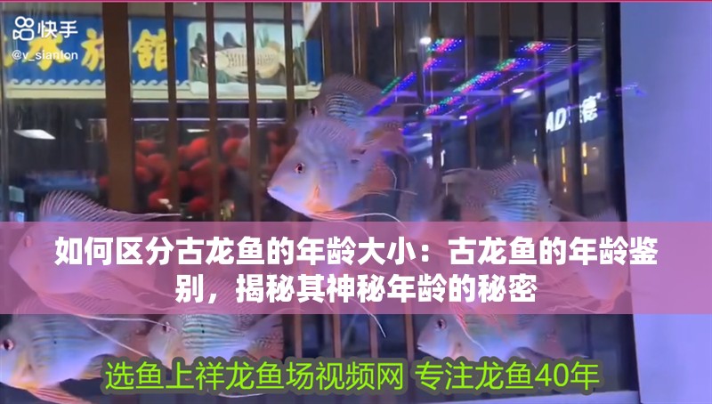 如何區(qū)分古龍魚的年齡大小：古龍魚的年齡鑒別，揭秘其神秘年齡的秘密