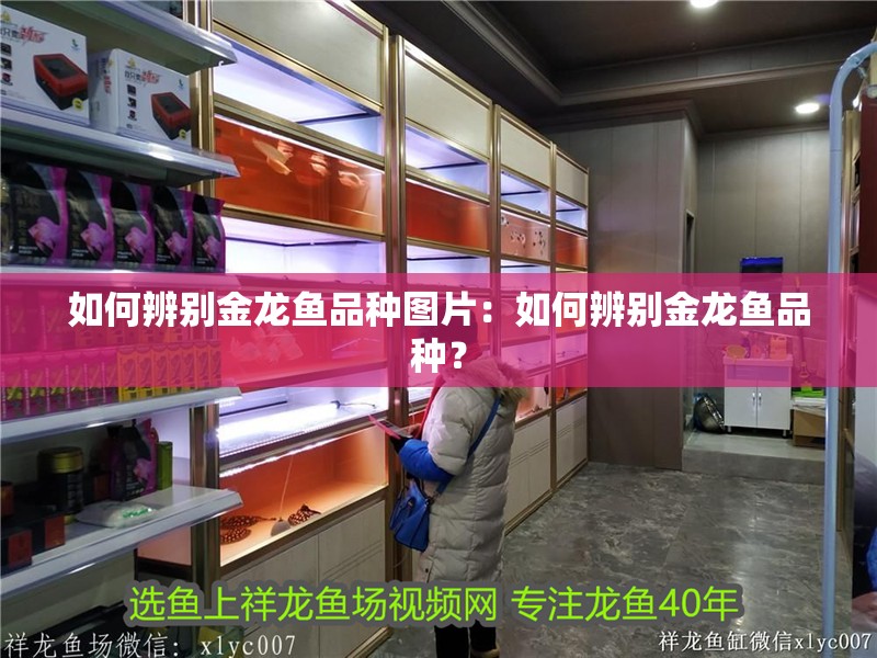 如何辨別金龍魚品種圖片：如何辨別金龍魚品種？