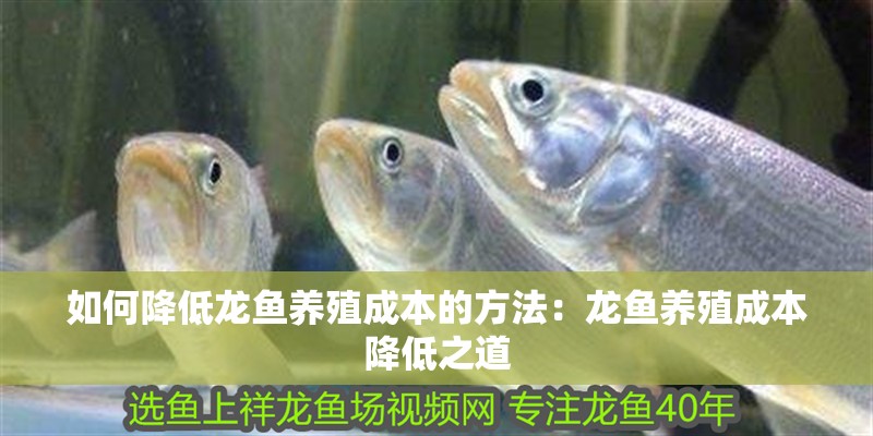 如何降低龍魚養殖成本的方法：龍魚養殖成本降低之道