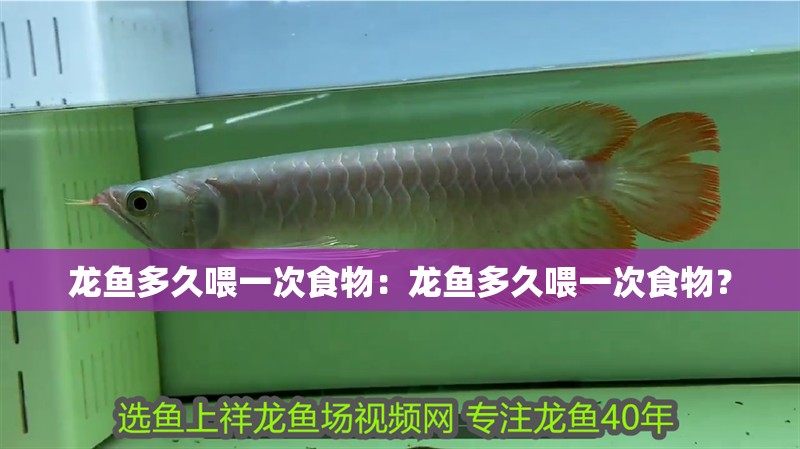 龍魚多久喂一次食物：龍魚多久喂一次食物？