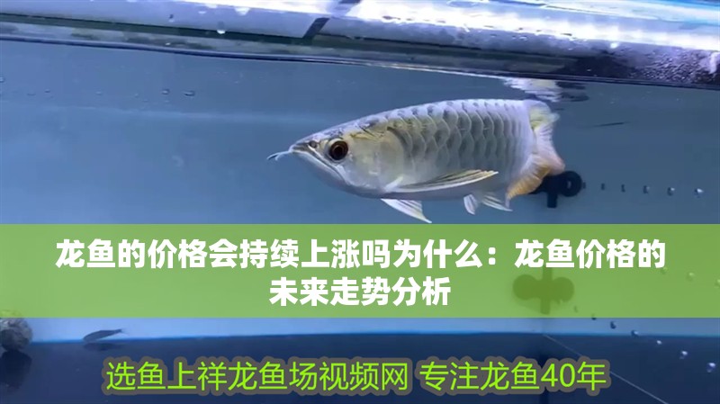 龍魚的價格會持續上漲嗎為什么：龍魚價格的未來走勢分析