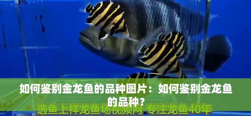 如何鑒別金龍魚的品種圖片：如何鑒別金龍魚的品種？