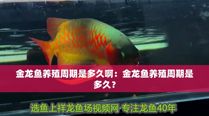金龍魚養殖周期是多久啊：金龍魚養殖周期是多久？