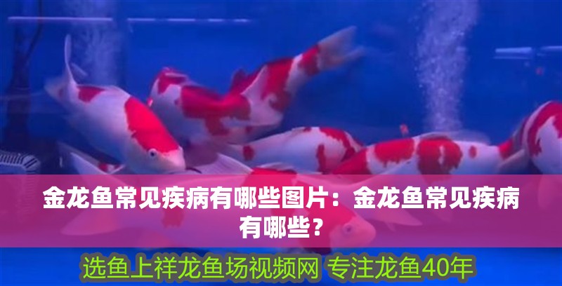 金龍魚常見疾病有哪些圖片：金龍魚常見疾病有哪些？