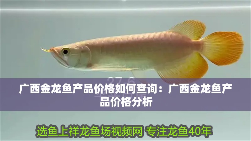 廣西金龍魚產品價格如何查詢：廣西金龍魚產品價格分析