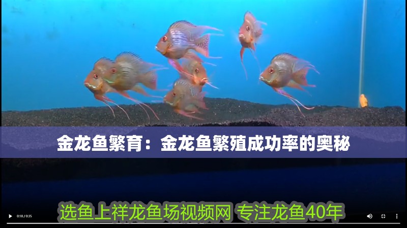 金龍魚繁育：金龍魚繁殖成功率的奧秘