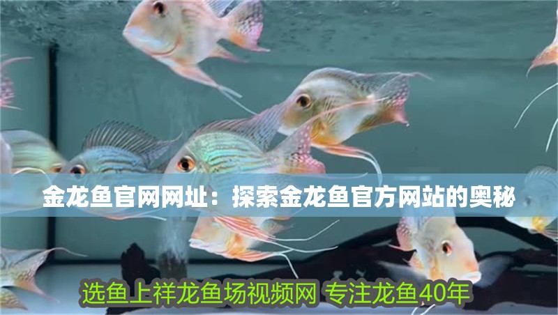 金龍魚官網網址：探索金龍魚官方網站的奧秘