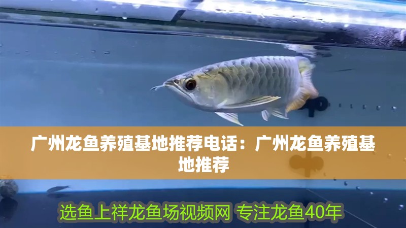 廣州龍魚養(yǎng)殖基地推薦電話：廣州龍魚養(yǎng)殖基地推薦